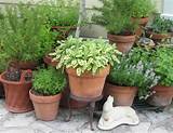Planting Herb Gardens Outdoors