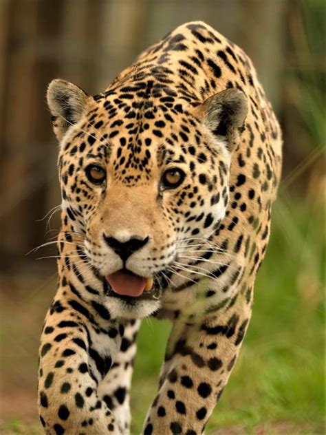 jaguar jukani wildlife sanctuary plettenberg bay south africa