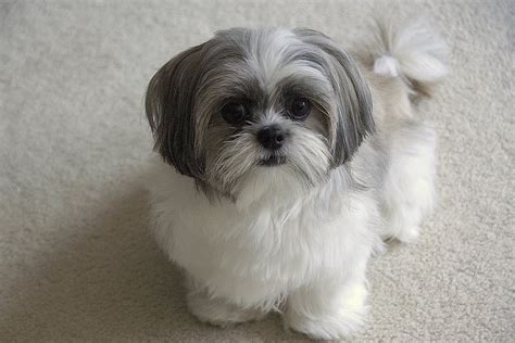 15 pound shih tzu | Shih Tzu 500x333 Top 10 Dogs That Stay ...
