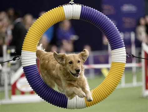 2018 Westminster Kennel Club Dog Show Photos From The Post And