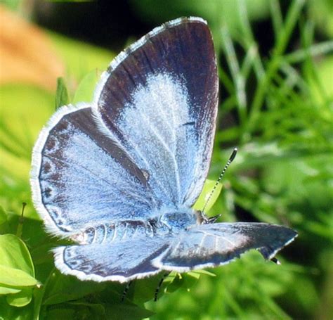 Holly Blue Butterfly Celastrina Argiolus Wiki Image Only