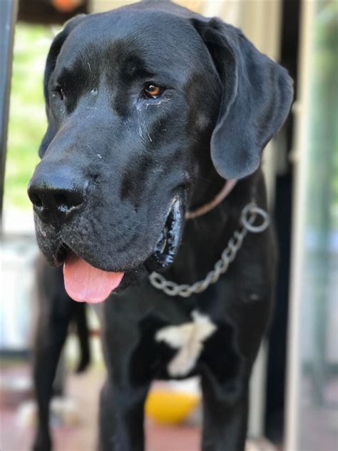Browse thru great dane puppies for sale near springfield, missouri, usa area listings on puppyfinder.com to find your perfect puppy. Great Dane dog for Adoption in Lakewood, CO. ADN-638245 on ...