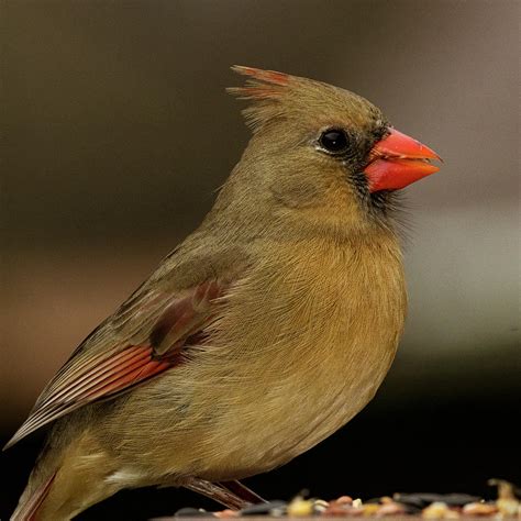 Female Northern Cardinal Photograph By Jason Walthall Pixels