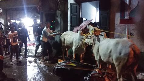 Cow Rassi Churda K Bhaga Tanti Bagan 2019 Barda Anjuman K Pass Youtube