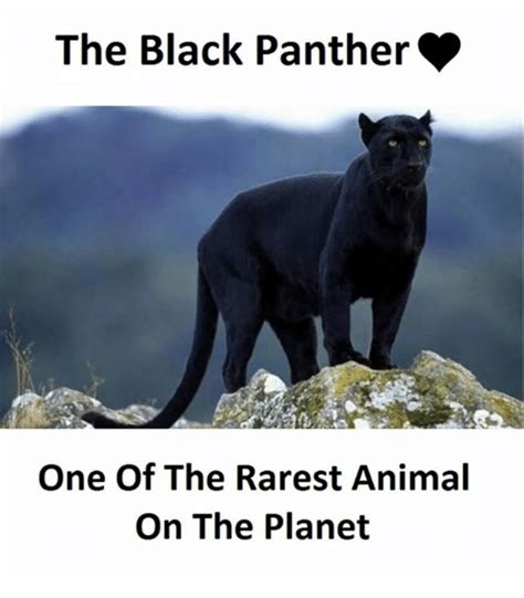 The Black Panther One Of The Rarest Animal On The Planet