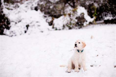 Golden Retriever Puppy Snow Storm Dog Heaven Golden Retriever