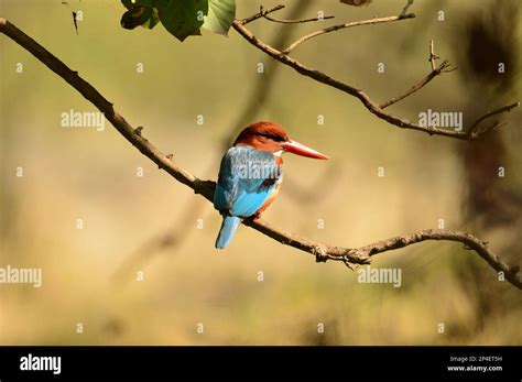 Birds of feather, Flock together at Bharatpur, India Stock Photo - Alamy