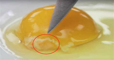Maybe you would like to learn more about one of these? That Weird, White String Inside Your Raw Egg Is Actually a ...