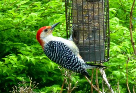 North Carolina Mountain Birds Red Bellied Woodpecker