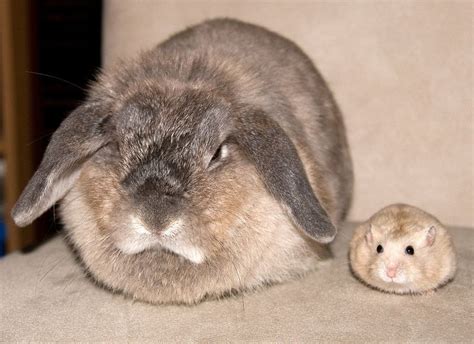 Hamster And Bunny 1 Rabbit Cute Baby Animals
