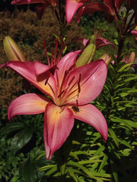 Maybe you would like to learn more about one of these? Lily (non-native) (With images) | Washington state, Wild ...