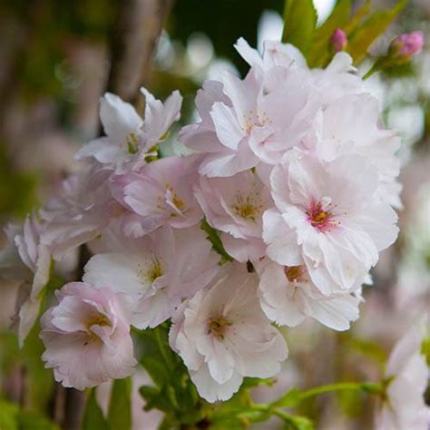 Flowering Cherry Amanogawa
