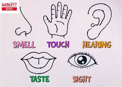 Five Sense Organs Name Meaning And Their Functions