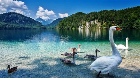 Swan Lake With Crystal Clear Water Prirodaplanini Green
