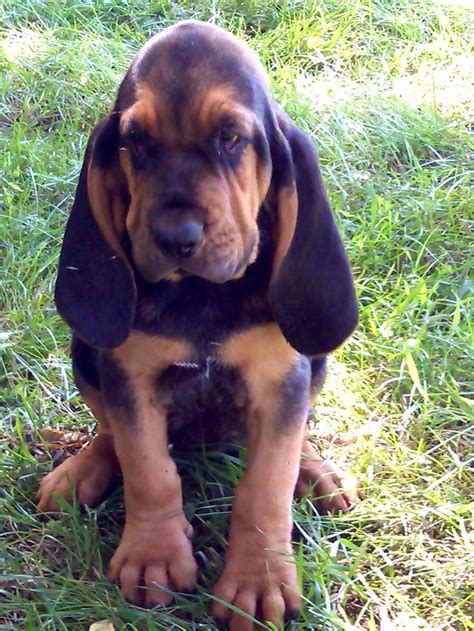 Irritation or inflammation can cause blood to be produced from the larynx, trachea or lungs. European Bloodhound puppy | Sgt. Lucky the Red Bloodhound ...