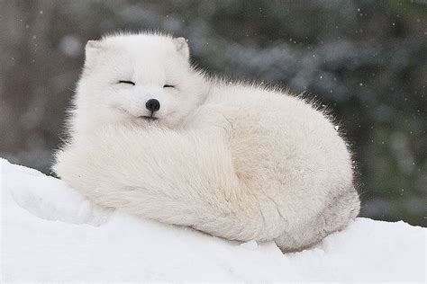 Arctic Fox Cute Animals Arctic Animals Fluffy Animals