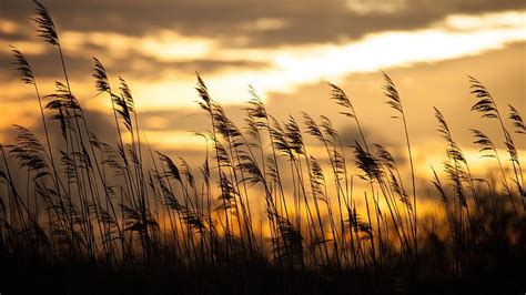 Sunset Splendor Grass Beauty Nature Bonito Clouds Sky Hd