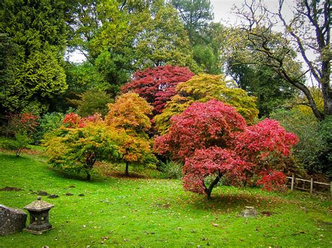 The Complete Japanese Maple Guide The Tree Center Red Dragon