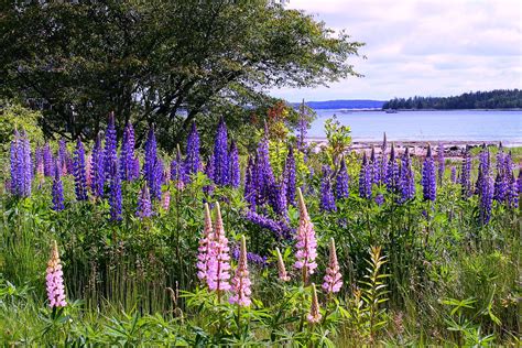 Field Of Lupines Maine Frances Sonne Flickr