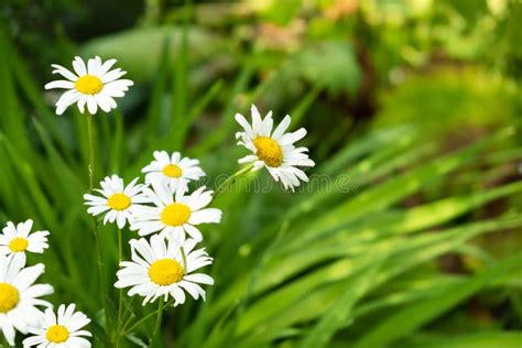 Beautiful White Camomile Flowers In Green Grass Sunny Weather Copy