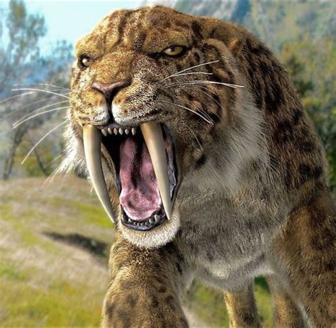 Smilodon One Of The Best Known Pleistocene Saber Tooth Cats Yet