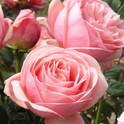 Aphrodite Rose Pink Hybrid Tea Rose The Fragrant Rose Company