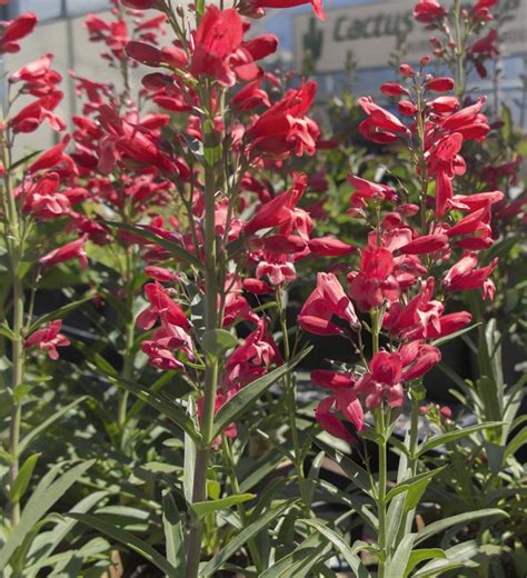 From the riding hood™ series featuring plants with excellent basal branching and thick, glossy leaves comes blue. Penstemon "Red Riding Hood" - Cactus Jungle