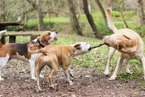 Selfhow much are corgi puppies? How Much Do Beagle Puppies Cost - DogAppy