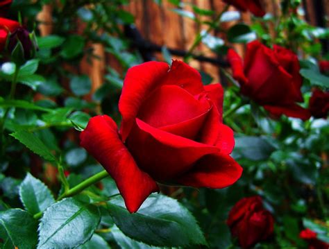 Red Rose Garden Free Photo On Pixabay Pixabay