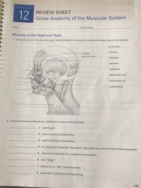 Gross Anatomy Of The Muscular System Exercise 12 Review Sheet 83 Pages