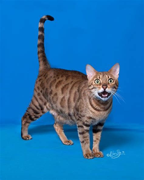 You can see some silvers at pat killmaier's silvers at. Brown - Bengal Cat Coat Colors