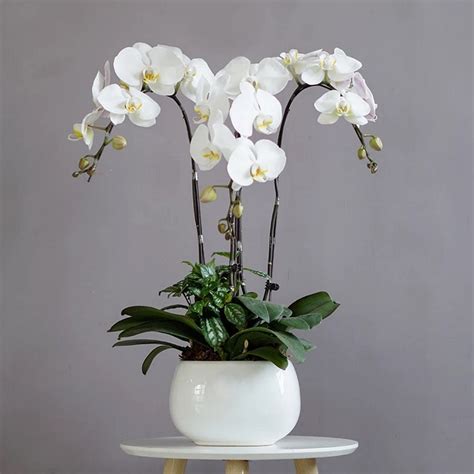 Orchid Phalaenopsis Orchid Dendrobium Orchid Plants Plant Ts