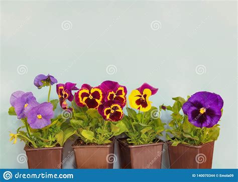 Seedling Of Colorful Pansy Flowers In Pots As A Border On Blue