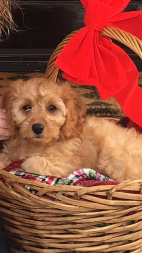 Ginger The Christmas Cavapoo Cavapoo Poodle Puppy Getting A Puppy