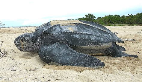 Leatherback Sea Turtle Facts Why Are Leatherback Sea Turtles Endangered