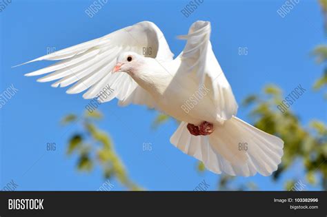 White Pigeon Flying Image And Photo Free Trial Bigstock