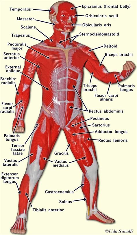 An Image Of The Muscles And Their Major Functions In A Human Body With Labels On Each Side