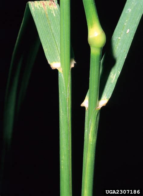Tall Fescue Festuca Arundinacea Cyperales Poaceae 2307186