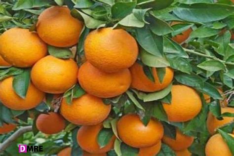 Buy Nagpur Orange Plant Getsview Market