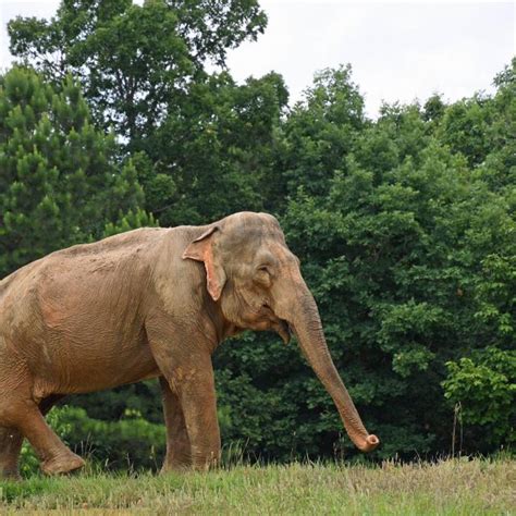 Elephant At Hohenwald Sanctuary To Turn 70 Years Old The Sanctuary In