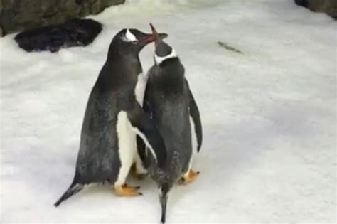 Two Male Penguins Given Egg To Hatch After Forming Bond In Sydney