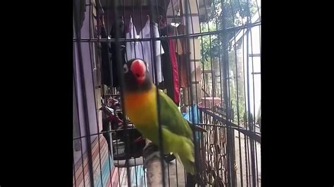 Pakan burung lovebird love bird super konslet gacor fighter sprkn. Pakan Lovebird Fighter Goldcoin / Jual pakan lovebird khusus lomba - Kota Bekasi - permai ...