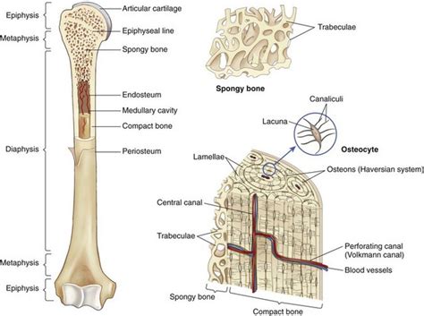 Anatomy Spongy Bone
