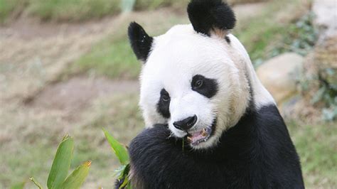 Worlds Oldest Male Giant Panda Dies At Age 35 Finnoexpert