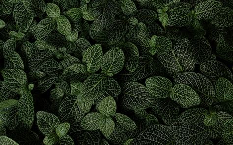 Download Wallpaper 3840x2400 Leaves Plant Aerial View Green 4k Ultra