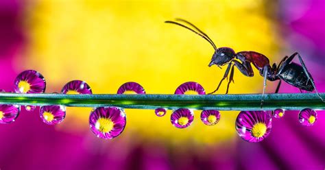 Macro Photos Of Water Droplets Reveal The Overlooked Beauty Of Nature Search By Muzli