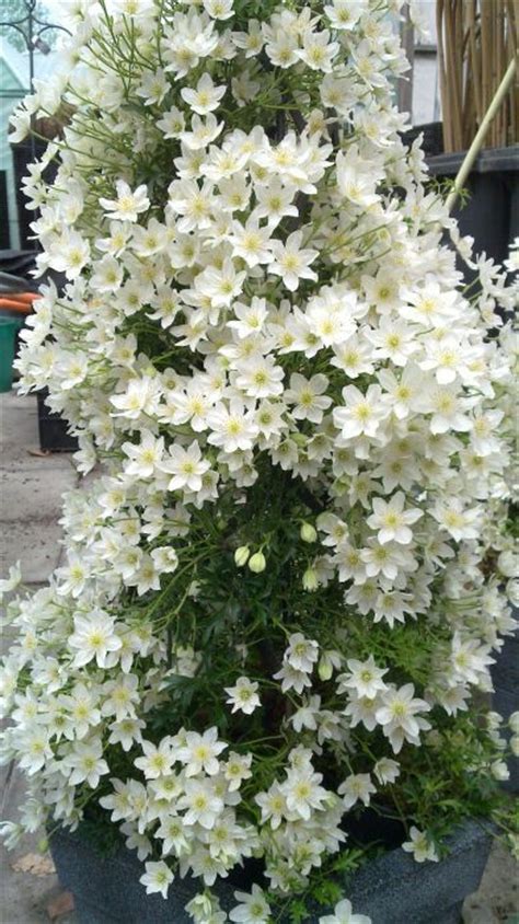 We did not find results for: Pin by Candie Britton on Clematis | Evergreen clematis ...