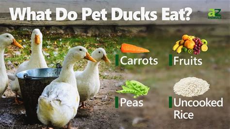 What Do Ducks Eat Imp World