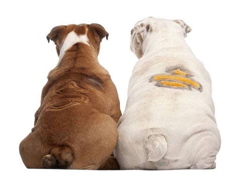 Their short snout, stocky and powerful stance, and relaxed personalities make bulldogs easily recognized by all. Bulldog rebels