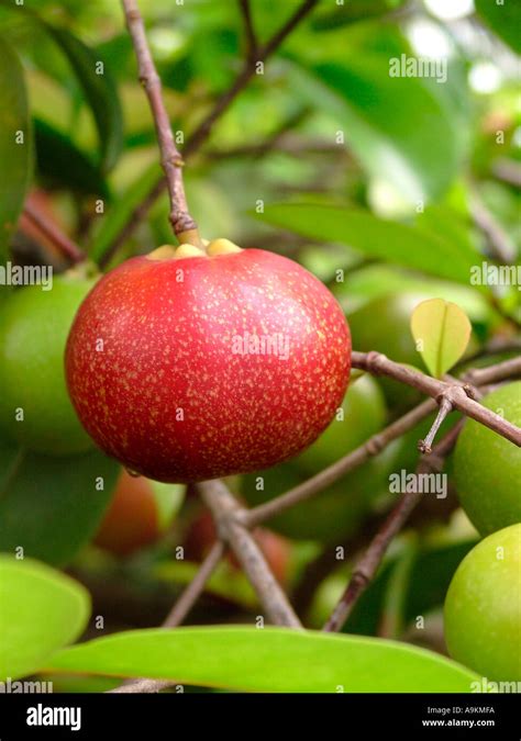 Herb Fruit Kokam Garcinia Indica Fam Guttiferae Stock Photo Alamy